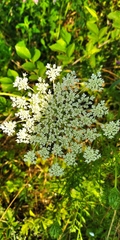 Daucus carota