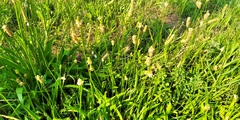 Plantago lanceolata