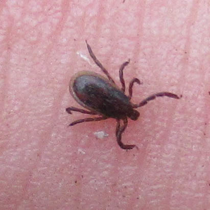 Western Black-legged Tick