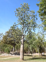 Adansonia gregorii