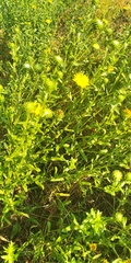 Grindelia squarrosa