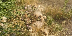 Cirsium arvense