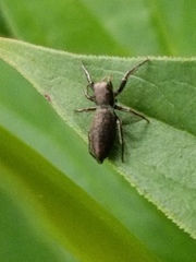 Tutelina similis