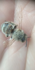 Apis mellifera