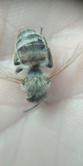 Apis mellifera