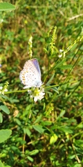 Plebejus argus