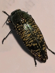 Buprestis confluenta
