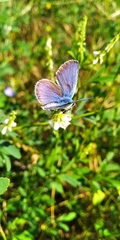 Plebejus argus