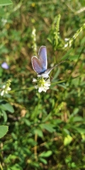 Plebejus argus