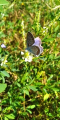 Plebejus argus
