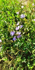 Cichorium intybus