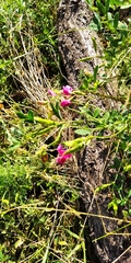 Lathyrus tuberosus