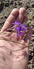 Delphinium consolida