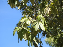Adansonia gregorii