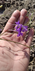Delphinium consolida