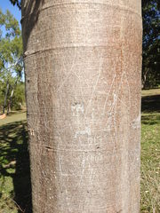 Adansonia gregorii