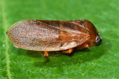 Paracercopis darjilingii