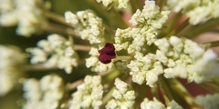 Daucus carota