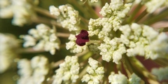 Daucus carota