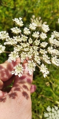 Daucus carota