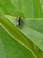 Tutelina similis