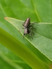 Tutelina similis