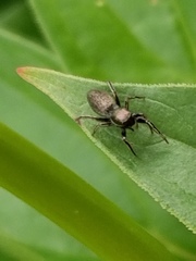 Tutelina similis