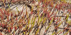 Salicornia perennans