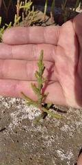 Salicornia perennans