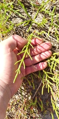 Salicornia perennans