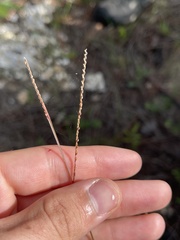 Paspalum blodgettii