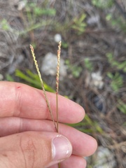 Paspalum blodgettii