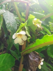 Nautilocalyx bracteatus