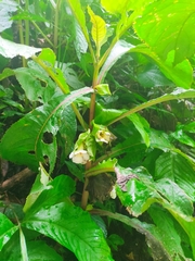 Nautilocalyx bracteatus