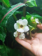 Nautilocalyx bracteatus