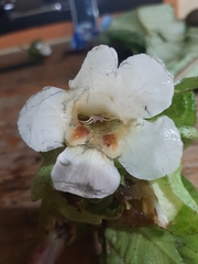 Nautilocalyx bracteatus