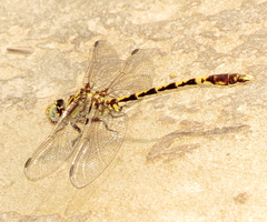 Progomphus obscurus