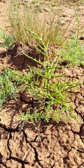 Salicornia perennans