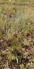 Plantago lanceolata
