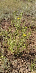 Grindelia squarrosa