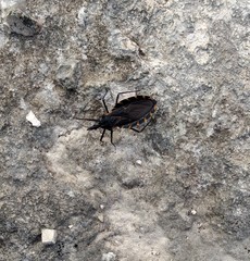 Triatoma gerstaeckeri