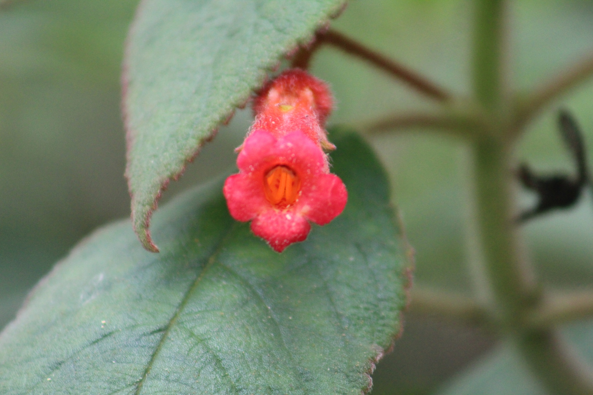 Kohleria hirsuta var. longipes