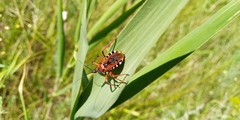 Rhynocoris