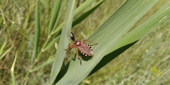 Rhynocoris