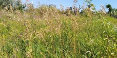 Bromus inermis