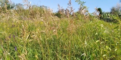 Bromus inermis