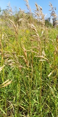 Bromus inermis