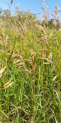 Bromus inermis