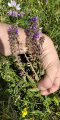 Salvia nemorosa