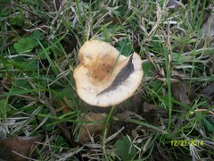 Agaricomycetes
